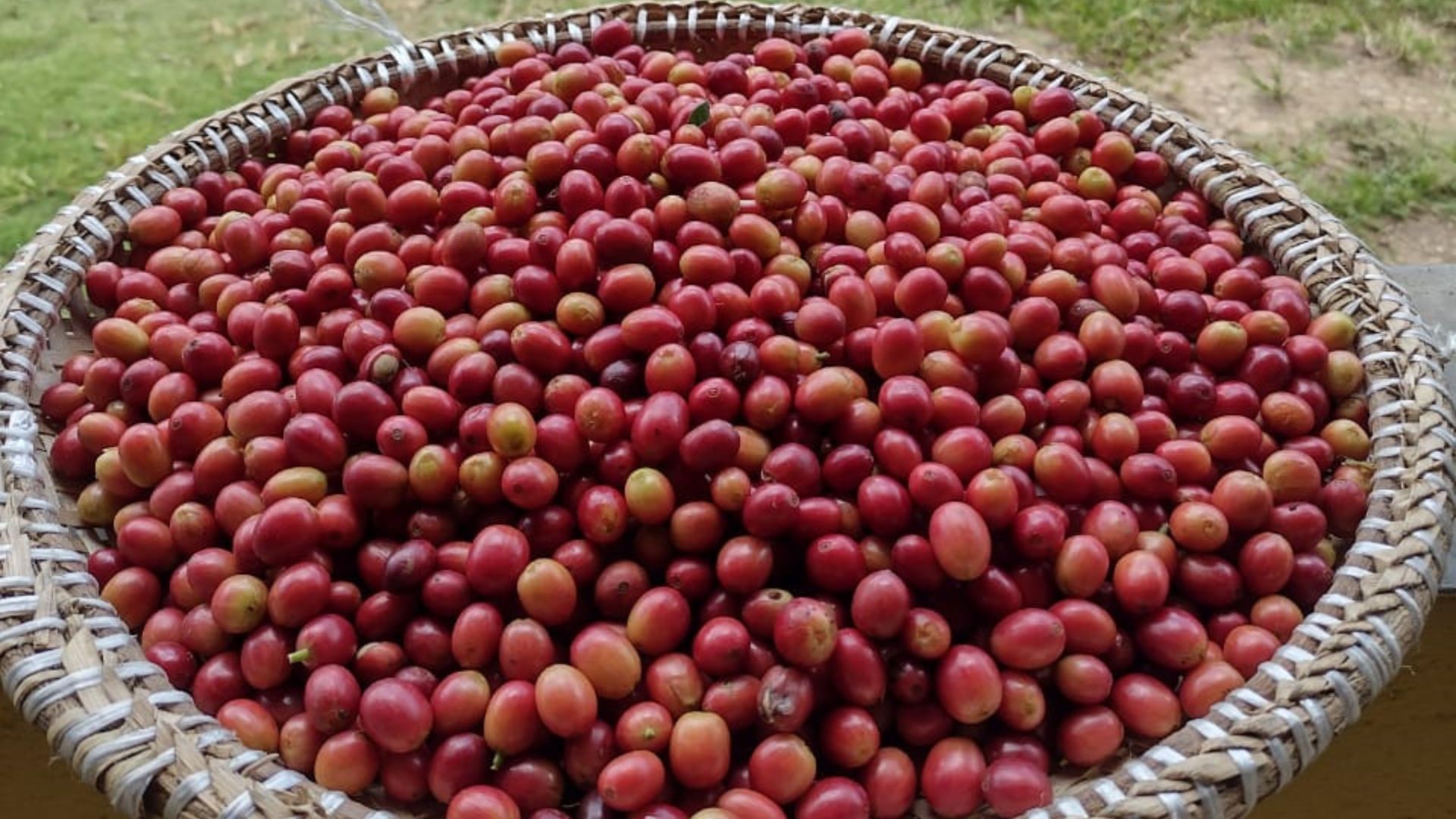 Café Agroecológico da UFPB fortalece agricultura familiar no Brejo paraibano