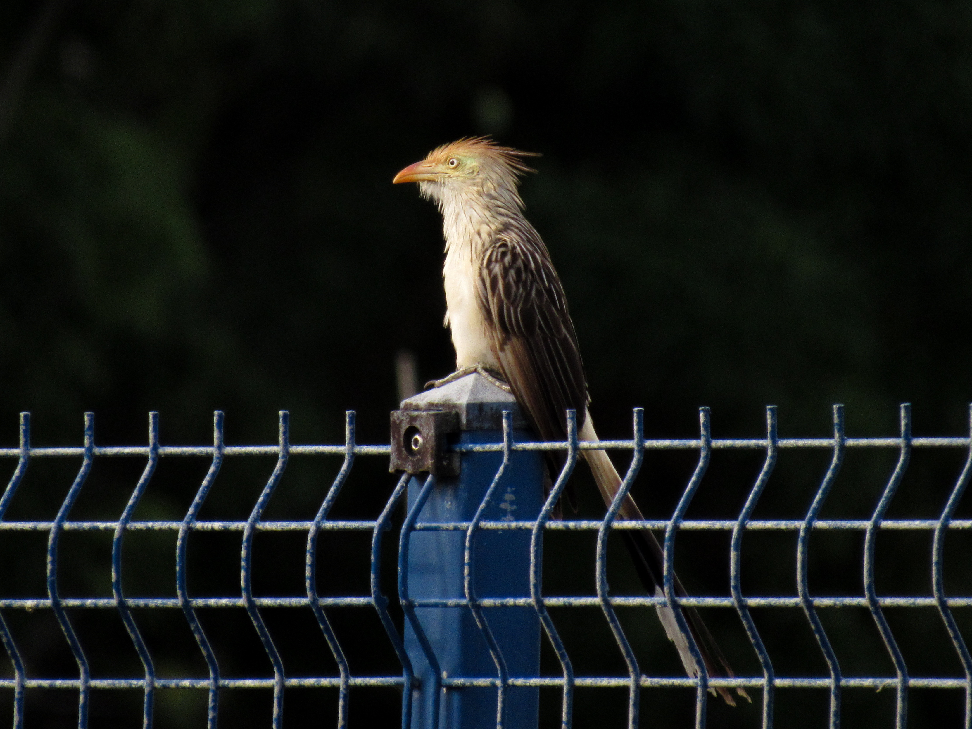 PROJETO DA UFPB PROMOVE EDUCAÇÃO AMBIENTAL POR MEIO DA OBSERVAÇÃO DE PÁSSAROS Foto: Nathália Flôres