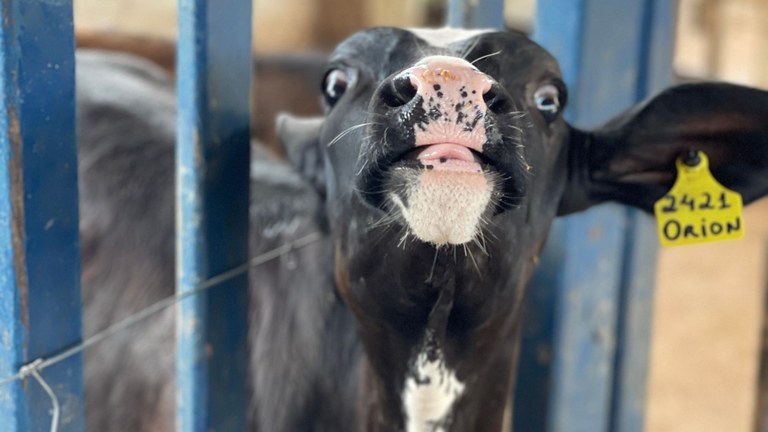 UFPB publica edital com 24 vagas para Mestrado e Doutorado em Ciência Animal